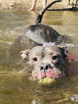 Illustration de l'article : 13 photos de chats et chiens qui profitent des joies de la baignade