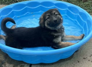 Illustration de l'article : 13 photos de chats et chiens qui profitent des joies de la baignade
