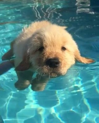 Illustration de l'article : 13 photos de chats et chiens qui profitent des joies de la baignade