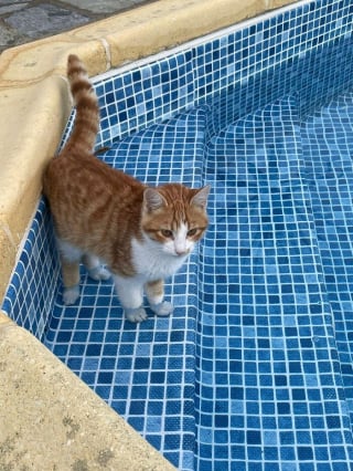 Illustration de l'article : 13 photos de chats et chiens qui profitent des joies de la baignade