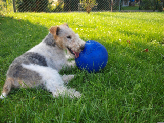 Illustration de l'article : Coinc&eacute; &agrave; 6 m&egrave;tres dans une buse, un Fox Terrier est lib&eacute;r&eacute; gr&acirc;ce aux pompiers et &agrave; une mini-excavatrice mobilis&eacute;e par la mairie