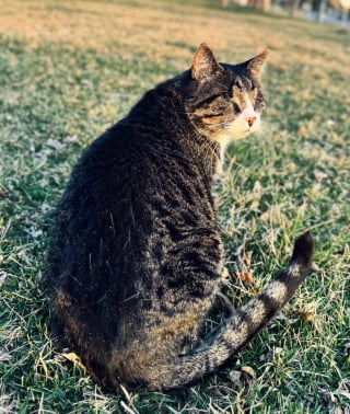 Illustration de l'article : Adopt&eacute; apr&egrave;s des ann&eacute;es en refuge, ce chat aveugle autrefois jug&eacute; &eacute;trange s&rsquo;&eacute;panouit enfin dans son nouveau foyer