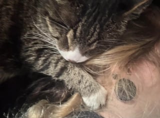 Illustration de l'article : Adopt&eacute; apr&egrave;s des ann&eacute;es en refuge, ce chat aveugle autrefois jug&eacute; &eacute;trange s&rsquo;&eacute;panouit enfin dans son nouveau foyer