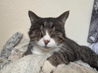 Illustration de l'article : Adopt&eacute; apr&egrave;s des ann&eacute;es en refuge, ce chat aveugle autrefois jug&eacute; &eacute;trange s&rsquo;&eacute;panouit enfin dans son nouveau foyer