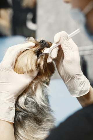 Illustration de l'article : 10 conseils obsol&egrave;tes sur les soins aux animaux de compagnie qui pourraient nuire &agrave; leur sant&eacute;