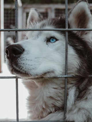 Illustration de l'article : 10 conseils obsol&egrave;tes sur les soins aux animaux de compagnie qui pourraient nuire &agrave; leur sant&eacute;