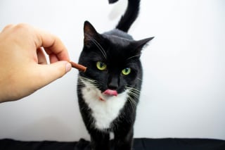 Illustration de l'article : 10 conseils obsol&egrave;tes sur les soins aux animaux de compagnie qui pourraient nuire &agrave; leur sant&eacute;