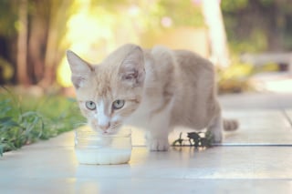 Illustration de l'article : 10 conseils obsol&egrave;tes sur les soins aux animaux de compagnie qui pourraient nuire &agrave; leur sant&eacute;
