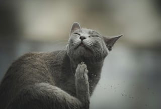 Illustration de l'article : 10 conseils obsol&egrave;tes sur les soins aux animaux de compagnie qui pourraient nuire &agrave; leur sant&eacute;