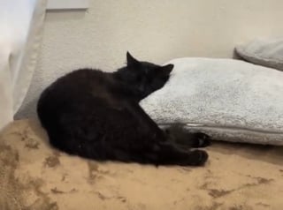 Illustration de l'article : Une femme oublie de refermer la porte, le chat errant qu'elle nourrit en profite pour s'installer dans son lit (vid&eacute;o)