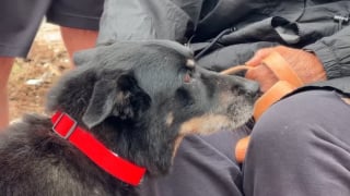Illustration de l'article : Une chienne &acirc;g&eacute;e survit &agrave; une tornade qui d&eacute;truit sa maison et retrouve sa ma&icirc;tresse apr&egrave;s 2 jours coinc&eacute;e sous les d&eacute;combres