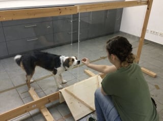 Illustration de l'article : Selon une &eacute;tude scientifique, les chiens savent faire la diff&eacute;rence entre une maladresse et une intention n&eacute;gative