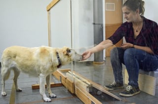 Illustration de l'article : Selon une &eacute;tude scientifique, les chiens savent faire la diff&eacute;rence entre une maladresse et une intention n&eacute;gative