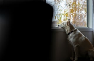 Illustration de l'article : Les chiens peuvent-ils sentir l'arriv&eacute;e d'un orage bien avant nous ?