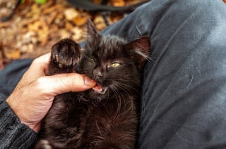 Illustration de l'article : D&eacute;cryptage, pourquoi votre chat vous mordille-t-il doucement la main ?
