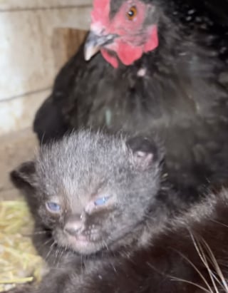 Illustration de l'article : Des chatons n&eacute;s dans un poulailler sont couv&eacute;s par une poule qui les consid&egrave;re comme ses oeufs (vid&eacute;o)