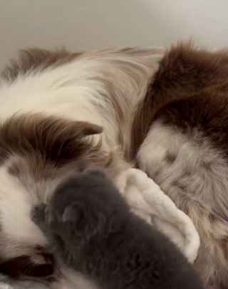 Illustration de l'article : &laquo; Aidez-moi &raquo;, cette chatte abandonn&eacute;e avec une note et frigorifi&eacute;e survit gr&acirc;ce &agrave; l'attention constante d'un Border Collie