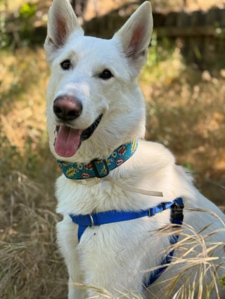 Illustration de l'article : Sauv&eacute; apr&egrave;s un feu de for&ecirc;t, ce chien est adopt&eacute; par sa famille d'accueil qui ne peut plus se passer de lui
