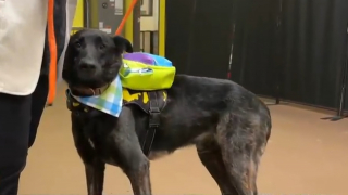 Illustration de l'article : Sorti d&rsquo;un centre canin vis&eacute; par une enqu&ecirc;te pour maltraitance, ce chien apprend &agrave; refaire confiance aux humains