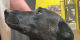 Illustration de l'article : Sorti d&rsquo;un centre canin vis&eacute; par une enqu&ecirc;te pour maltraitance, ce chien apprend &agrave; refaire confiance aux humains