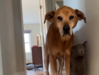 Illustration de l'article : Un chat miaule pour rassurer son vieil ami canin de 14 ans et l&rsquo;aider &agrave; descendre les escaliers sans difficult&eacute; (vid&eacute;o)