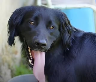 Illustration de l'article : Jug&eacute; agressif apr&egrave;s avoir v&eacute;cu enferm&eacute; ce chien de trois ans est m&eacute;tamorphos&eacute; par son &eacute;ducateur et ses adoptants