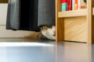 Illustration de l'article : La science confirme que les chats savent qu’un objet continue d’exister même hors de leur champ de vision