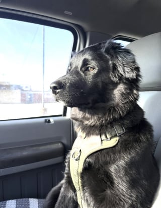 Illustration de l'article : En faisant une pause dans une station-service, il ne s'attendait pas à adopter un chiot (vidéo)
