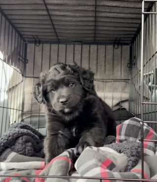 Illustration de l'article : En faisant une pause dans une station-service, il ne s'attendait pas à adopter un chiot (vidéo)