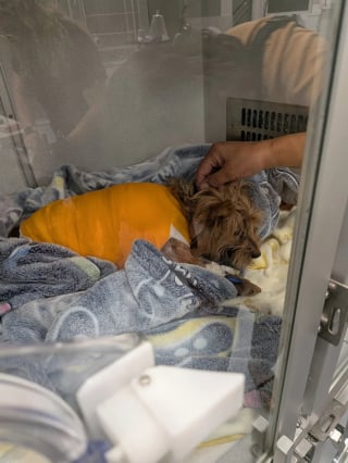 Illustration de l'article : Attaqu&eacute;e par un alligator, une Yorkshire de 6 ans survit &agrave; une lourde op&eacute;ration et entame une longue convalescence