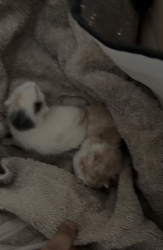 Illustration de l'article : Jet&eacute;s &agrave; la poubelle quelques heures apr&egrave;s leur naissance, 2 chatons sont sauv&eacute;s in extremis par un automobiliste d&rsquo;Albi (81)