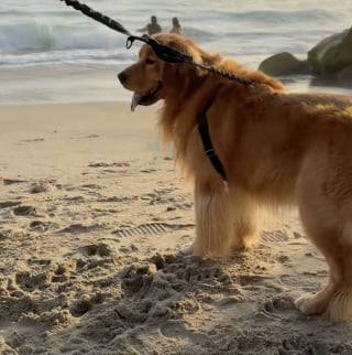 Illustration de l'article : « Il est tellement heureux », un Golden Retriever fou de joie en découvrant la plage pour la première fois (vidéo)