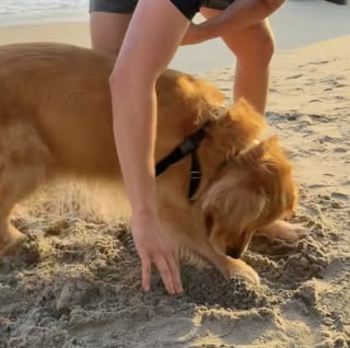 Illustration de l'article : « Il est tellement heureux », un Golden Retriever fou de joie en découvrant la plage pour la première fois (vidéo)