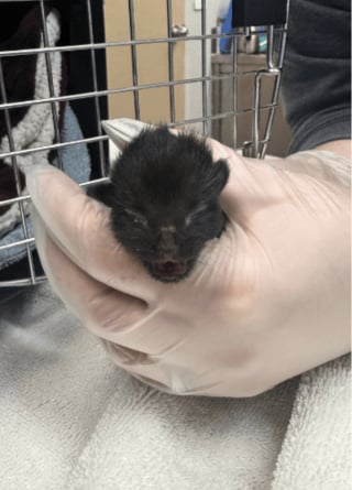 Illustration de l'article : Trouvé dans la rue avec sa famille, ce chaton concerné par une malformation rare peut espérer une vie normale