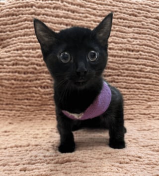 Illustration de l'article : Trouvé dans la rue avec sa famille, ce chaton concerné par une malformation rare peut espérer une vie normale