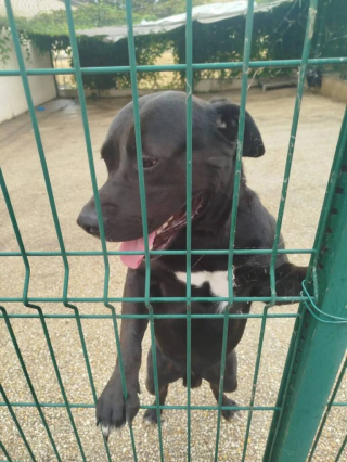 Illustration de l'article : « Il connaît déjà le pire de l’être humain », ce jeune chien vivait enfermé dans une caisse en plein soleil avant d'être secouru (vidéo)