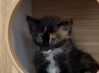 Illustration de l'article : Après avoir veillé sur eux sous un hangar près d'un chantier, cette bénévole sauve 4 chatons et leur mère au sevrage