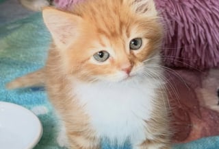Illustration de l'article : Après avoir veillé sur eux sous un hangar près d'un chantier, cette bénévole sauve 4 chatons et leur mère au sevrage