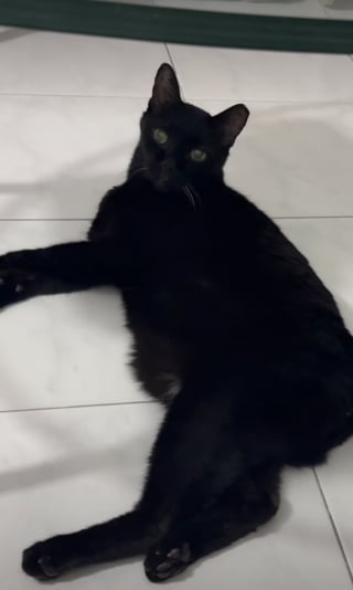 Illustration de l'article : Heureuse d'être adoptée, cet ex-chatte errante et âgée ne cesse de regarder sa bienfaitrice avec amour (vidéo)