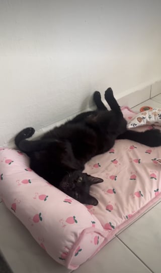 Illustration de l'article : Heureuse d'être adoptée, cet ex-chatte errante et âgée ne cesse de regarder sa bienfaitrice avec amour (vidéo)
