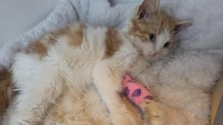 Illustration de l'article : Un chat de refuge aveugle sauve la vie d'un chaton atteint d'an&eacute;mie s&eacute;v&egrave;re en lui donnant son sang