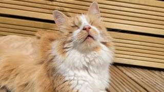 Illustration de l'article : Un chat de refuge aveugle sauve la vie d'un chaton atteint d'an&eacute;mie s&eacute;v&egrave;re en lui donnant son sang