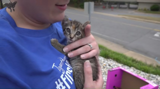 Illustration de l'article : Un chaton coincé dans un égout pluvial mobilise tout un quartier pendant 8 heures avant d'être secouru
