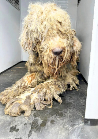 Illustration de l'article : Sauv&eacute; de la maltraitance avec 10 cong&eacute;n&egrave;res, ce Caniche op&egrave;re une remarquable transformation et devient chien de th&eacute;rapie