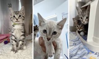 Illustration de l'article : Ces chatons abandonnés devant un refuge dans un simple panier attendent désormais une famille prête à les aimer