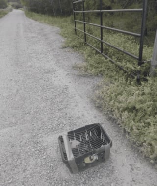 Illustration de l'article : Ces chatons abandonnés devant un refuge dans un simple panier attendent désormais une famille prête à les aimer
