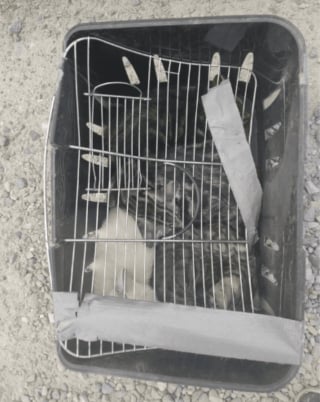 Illustration de l'article : Ces chatons abandonnés devant un refuge dans un simple panier attendent désormais une famille prête à les aimer