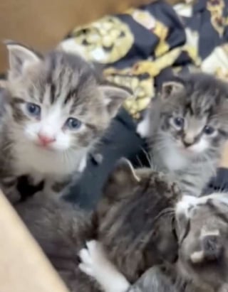 Illustration de l'article : Une chatte revient chercher ses chatons abandonn&eacute;s devant un refuge et prend un nouveau d&eacute;part