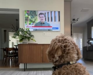 Illustration de l'article : Ce chien rejoint son maître à l’antenne et découvre les joies de la télévision en vrai professionnel (vidéo)