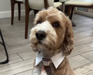 Illustration de l'article : Ce chien rejoint son maître à l’antenne et découvre les joies de la télévision en vrai professionnel (vidéo)